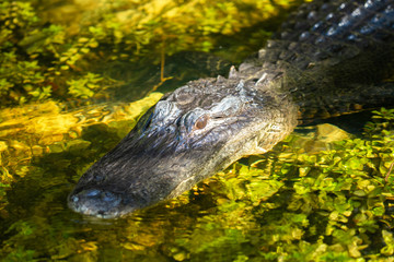 Alligator head. Everglades National Park. Florida. USA. 