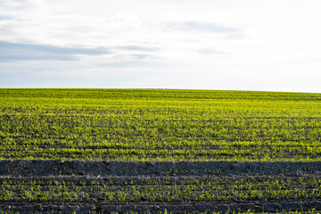 Field of young wheat seedlings growing in autumn. Young green wheat growing in soil. Agricultural proces. Close up on sprouting rye agriculture on a field sunny day with blue sky. Sprouts of rye.