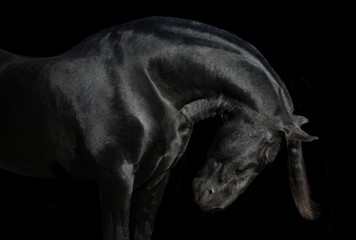 Fototapeta na wymiar Portrait of big black horse on black backround