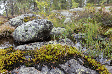 Northern nature forest wilderness background view. Deep forest with big granite stones near sea shore