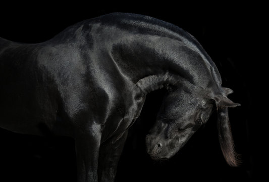 Portrait Of Big Black Horse On Black Backround