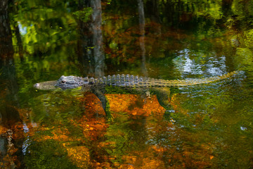 Alligator head. Everglades National Park. Florida. USA. 