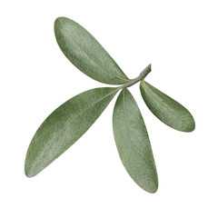 Small olive branch, isolated on white background