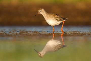 Krwawodziób (Tringa totanus)