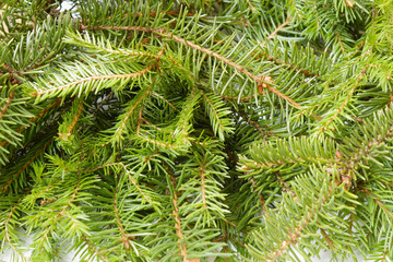 fir branches