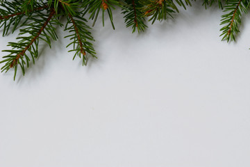 fir branch on white isolated background