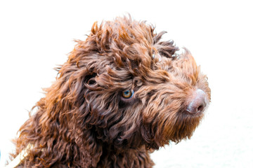 puppy spanish water dog