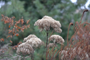 Unusual dried plant in a city park in early winter