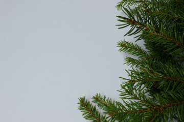 fir branches on white isolated background