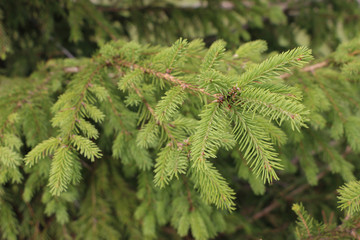 fir branch