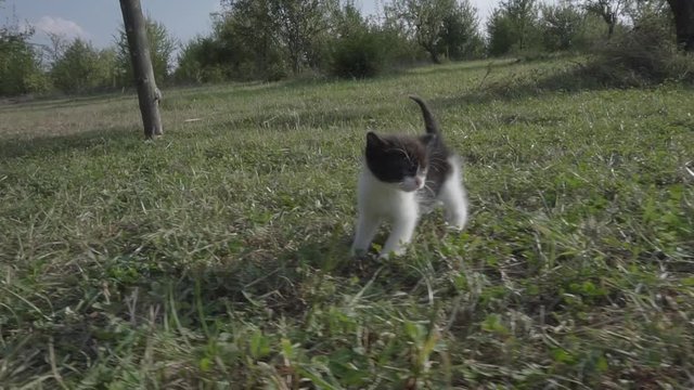 Cute kitten running playfully on the grass with horse on background
