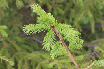 fir branch