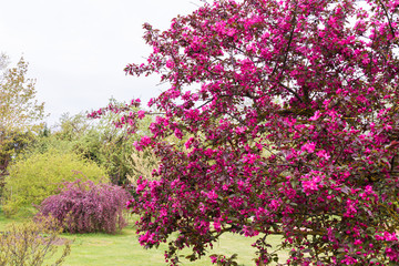 purple flowering ornamental apple in spring, another flowering apple with drooping branches on the...