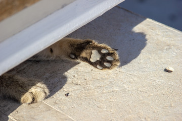 The cat rests under the steps on a hot day.