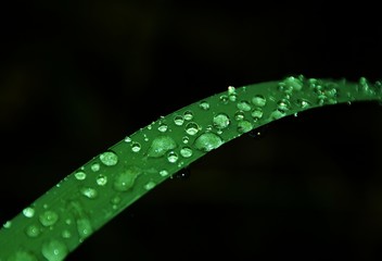 Water droplets on a leaf of grass