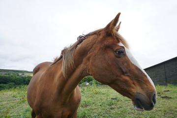 The profile of a horse