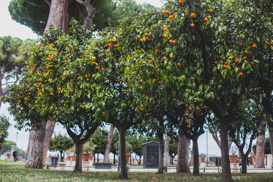 View of Savello Park in Rome, the Orange Garden, in italian: guardino degli Aranci, an urban park located on the Aventine Hill, Rome, Italy