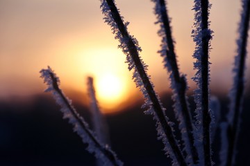 tree branch covered with hoarfrost close-up on a sunset background