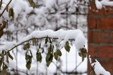 snow-covered branch of rose bush