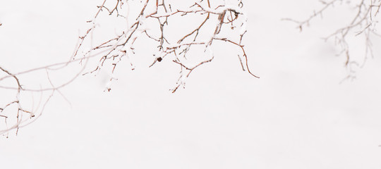 snowy branches with white space