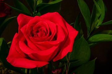 A Rose By Any Other Name Is Still a Rose