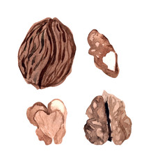 Set of watercolor walnut hand painted isolated on a white background.Nuts ideal for packaging, cosmetics, logo, advertising.