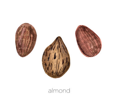 Set of watercolor almond hand painted isolated on a white background.Nuts ideal for packaging, cosmetics, logo, advertising.