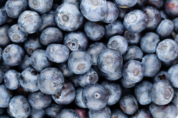 Fresh blueberry background. Texture blueberry berries close up.