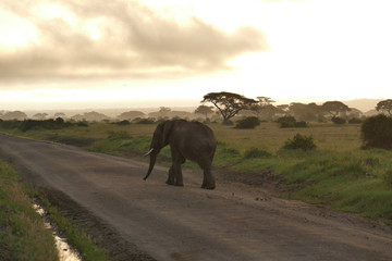 Elefphants at Kilimajaro on a Safari