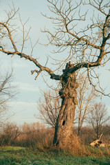 Ein Alter abgebrochener Baum der wie ein Ent aussieht der seine Äste wie Arme ausbreitet