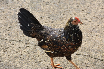 Chicken closeup on the road