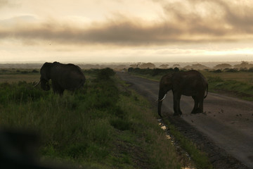 Elefphants at Kilimajaro on a Safari
