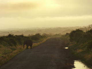 Elefphants at Kilimajaro on a Safari