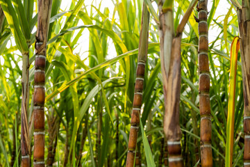 Sugarcane planted to produce sugar and food. Food industry. Sugar cane fields, culture tropical and planetary stake. Sugarcane plant sent from the farm to the factory to make sugar.