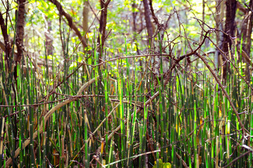 Green small bamboo sprouts among the trees branches.