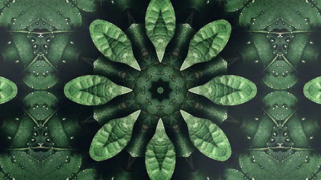Kaleidoscope Dollar Flower