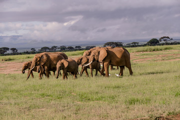 Elefphants at Kilimajaro on a Safari