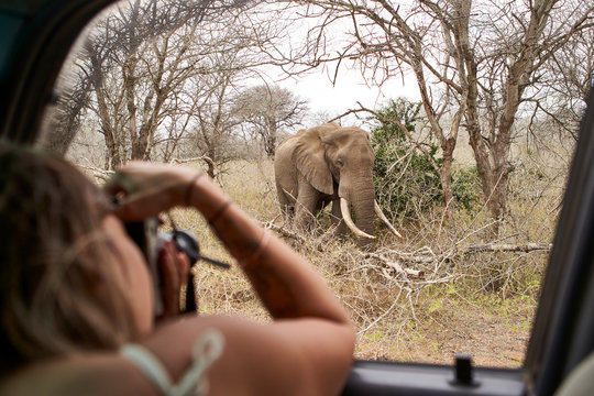 Woman taking a picture of an elephant from the car window, Kruger National Park, Lesotho, Africa