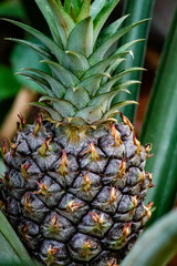 Fototapeta premium Pineapple growing