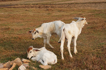 Fototapeta premium Three skinny white Cambodian cow. Countryside landscape in Kampot Province in southern Cambodia, Asia. A group of cows locals village. Agriculture and farming. Animals.