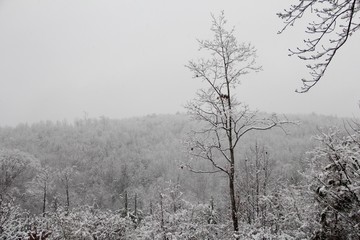 trees in winter