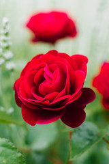 Red rosebud closeup growing in the garden in summer