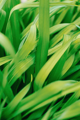 Green background of grass. The concept of the green planet and the environment