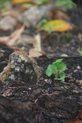 young plant in soil