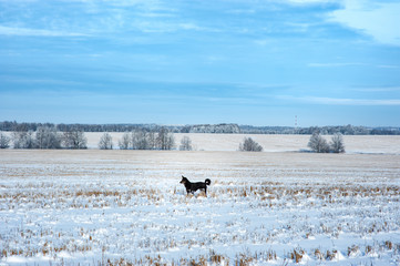 landscape of harvested field in winter and black dog. Russian winter