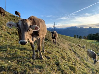 kühe