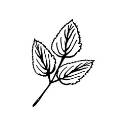 isolated hand drawn leaf 