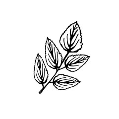 Rose leaf ink hand draw 