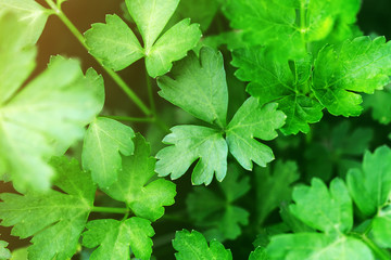 Leaves and stems of fresh green organic parsley, spice, macro