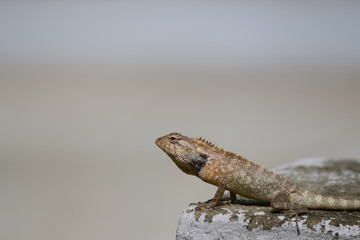 Lizard looking for food